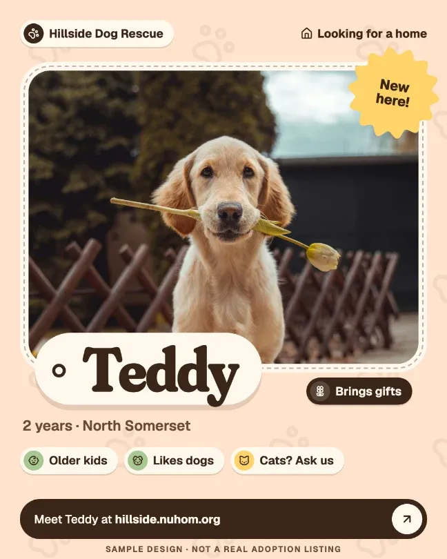 Rehoming appeal post for Teddy.